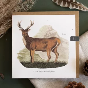 red deer greetings card