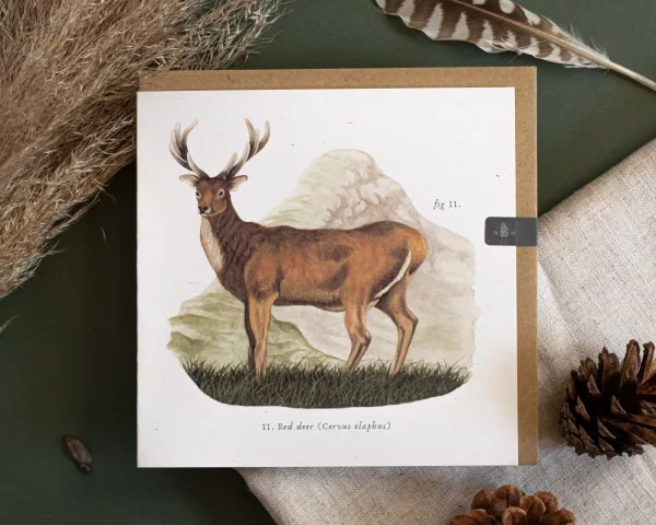 red deer greetings card